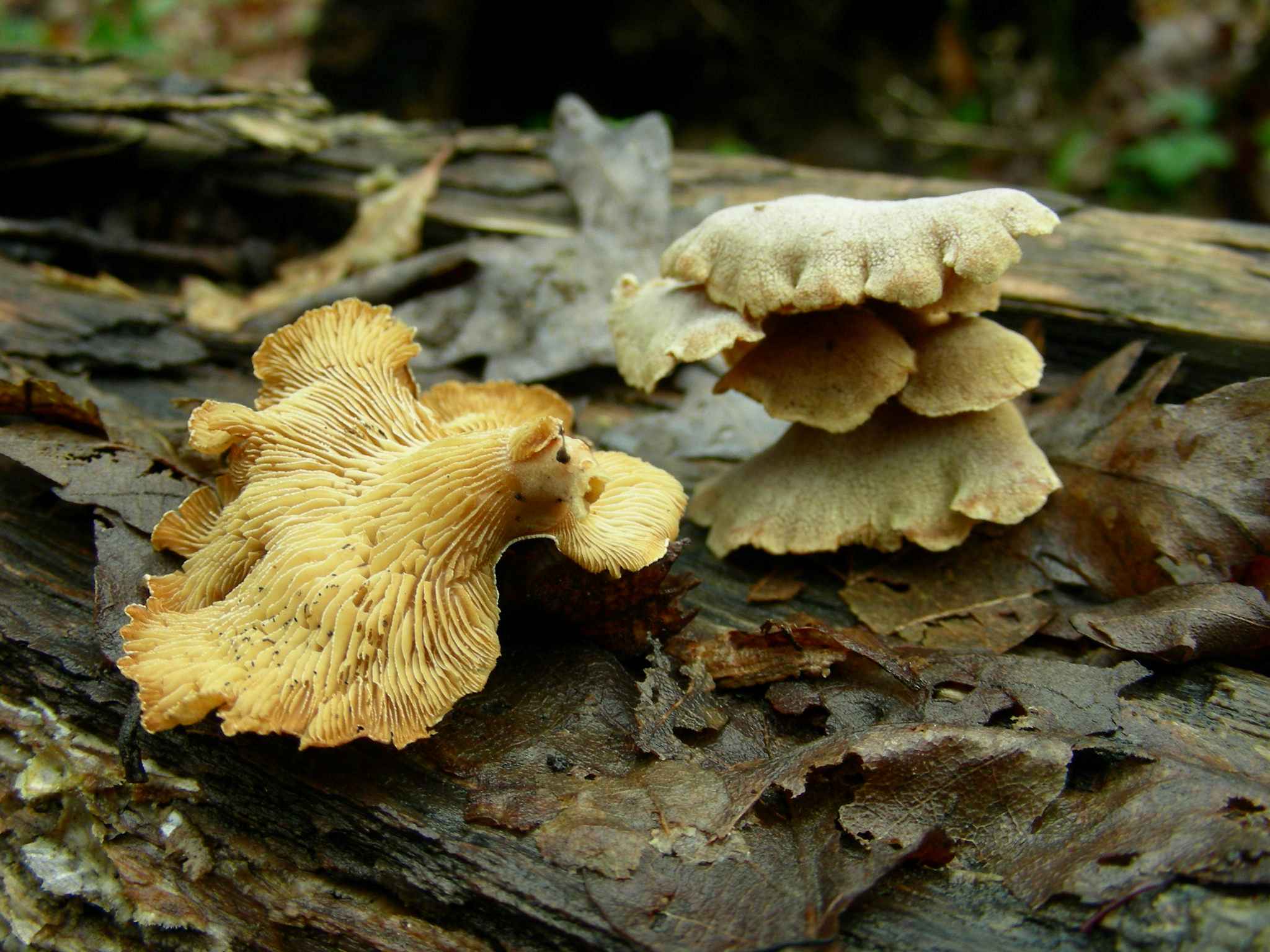 1947 Marzo vecchio ritrovamento